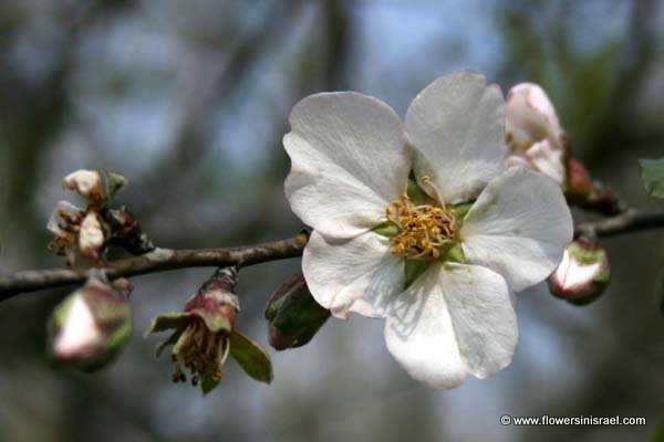 Amygdalus communis